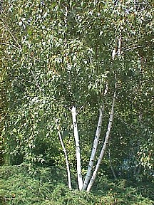 Whitespire Birch